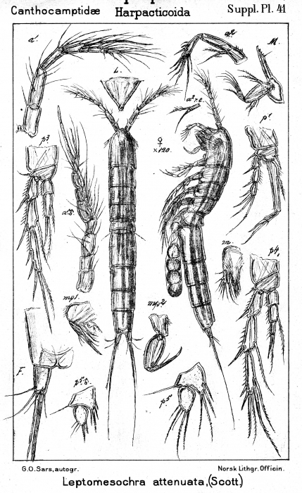 Leptomesochra attenuata from Sars, G.O. 1911