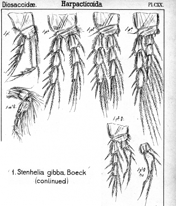 Stenhelia gibba from Sars, G.O. 1906