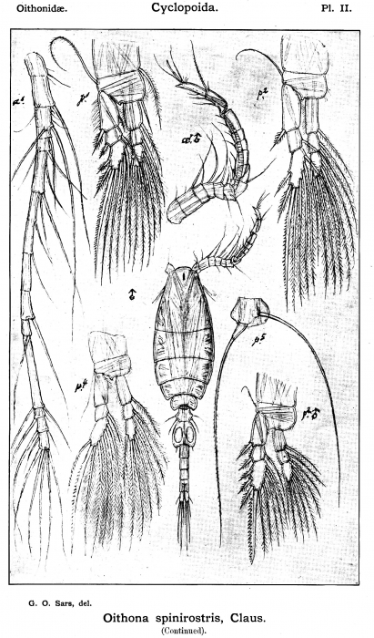 Oithona spinirostris from Sars, G.O. 1913