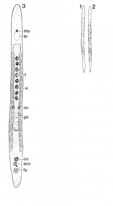 Duplominona paucispina