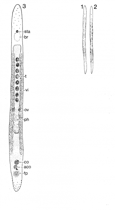 Duplominona paucispina Duplominona paucispina