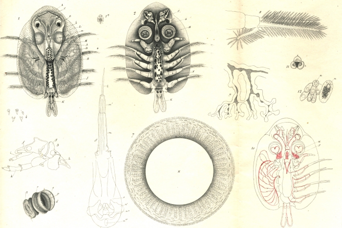 Argulus foliaceus from Vogt 1845