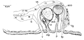 Duplominona paucispina