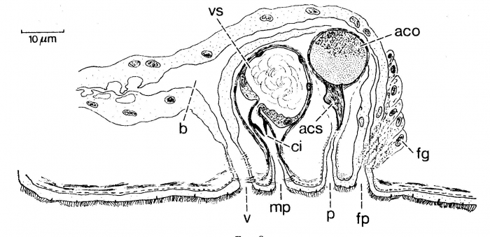 Duplominona paucispina Duplominona paucispina