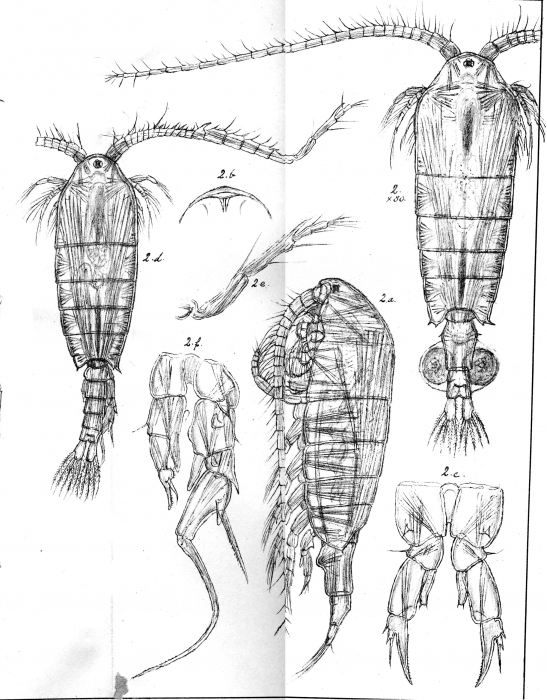 Diaptomus salinus from Sars, G.O. 1903