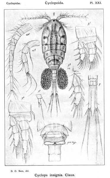 Cyclops insignis from Sars, G.O. 1913