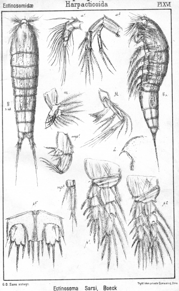 Ectinosoma sarsii from Sars, G.O. 1903