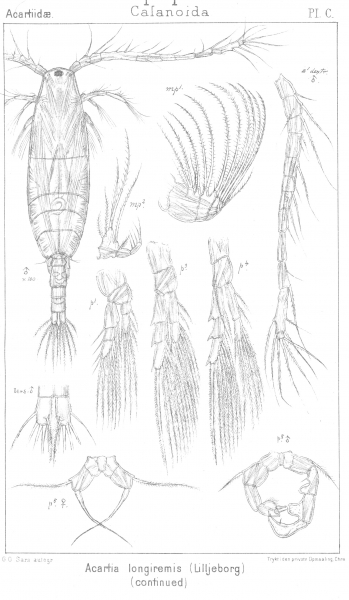 Acartia longiremis from Sars, G.O. 1903