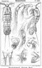 Rhynchothalestris rufocincta from Sars, G.O. 1905