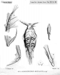 Acontiophorus angulatus from Thompson 1888