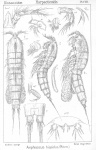 Amphiascus affinis from Sars, G.O. 1906
