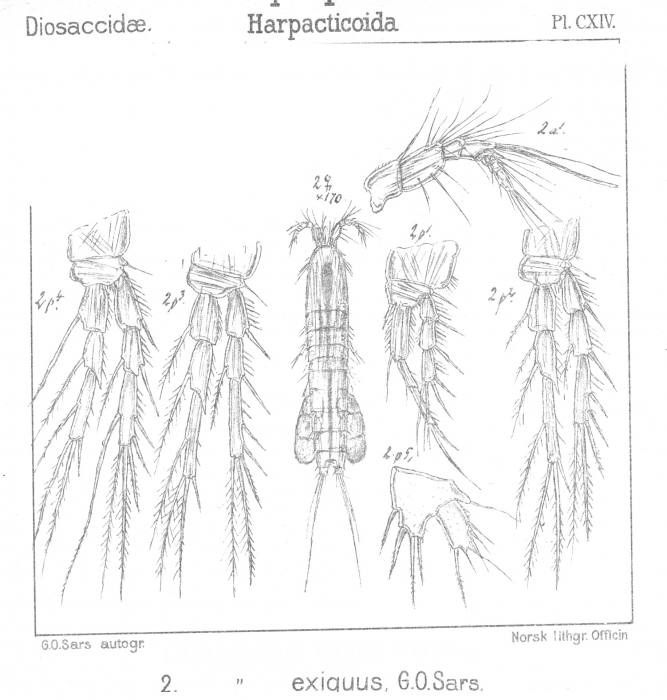 Amphiascus exiguus from Sars, G.O. 1906