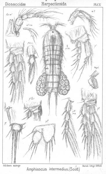 Amphiascus intermedius from Sars, G.O. 1906