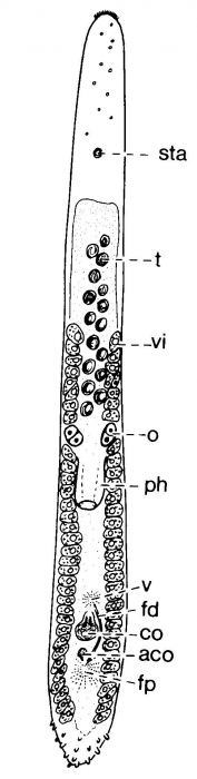 Duplominona septentrionalis Duplominona septentrionalis