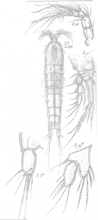 Amphiascus lamellifer from Sars, G.O. 1911