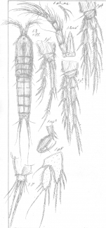 Amphiascus nanoides from Sars, G.O. 1911