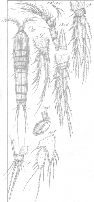 Amphiascus nanoides from Sars, G.O. 1911