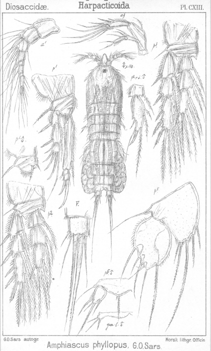 Amphiascus phyllopus from Sars, G.O. 1906