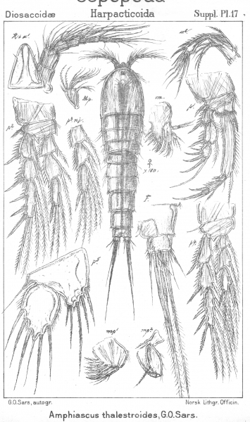 Amphiascus thalestroides from Sars, G.O. 1911