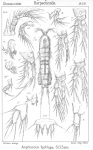 Amphiascus typhlops from Sars, G.O. 1906