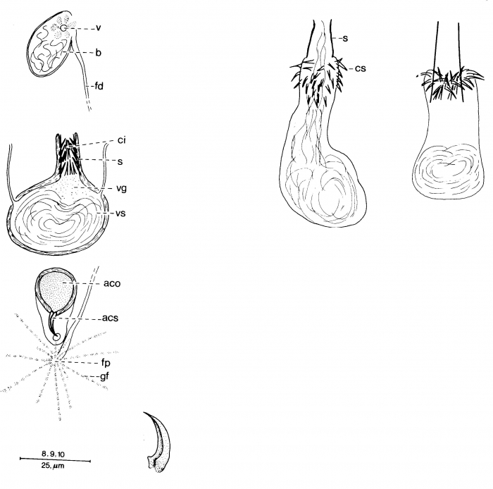 Duplominona septentrionalis Duplominona septentrionalis