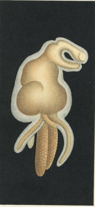 Brachiella merlucci from Brian, A 1906