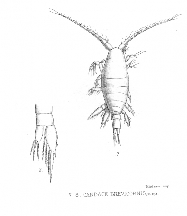 Candacia brevicornis from Thompson 1888