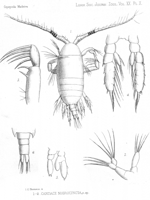Candacia nigrocincta from Thompson 1888