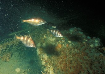 Trisopterus luscus (Linnaeus, 1758) Trisopterus luscus (Linnaeus, 1758)