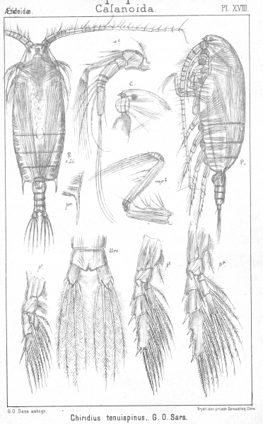 Chiridius tenuispinus from Sars, G.O. 1902