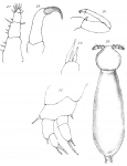 Clavella cluthae from Scott, T 1902
