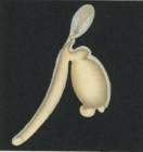 Clavella macrotrachelus from Brian, A 1906