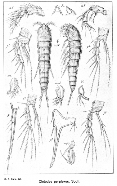 Cletodes perplexus from Sars, G.O. 1920