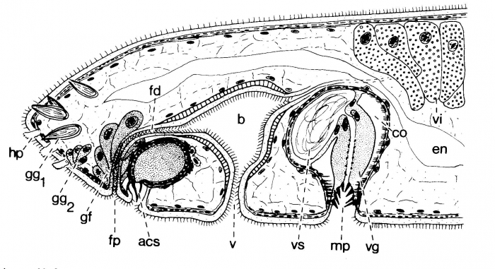 Duploperaclistus circocirrus