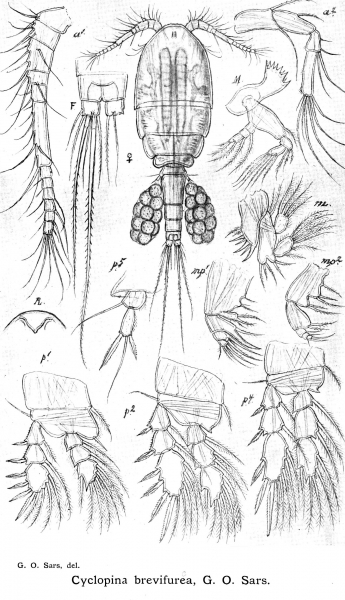 Cyclopina brevifurca from Sars, G.O. 1913