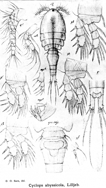 Cyclops abyssicola from Sars, G.O. 1913