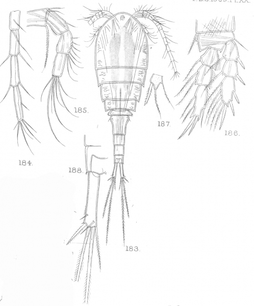 Cyclops agiloides from Sars, G.O. 1909