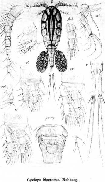 Cyclops bisetosus from Sars, G.O. 1913