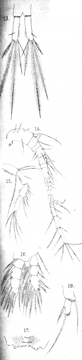 Cyclops bodamicus from Vosseler 1886