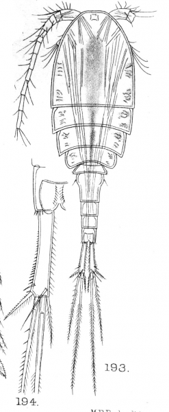 Cyclops ciliatus from Sars, G.O. 1909