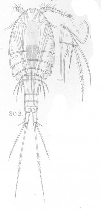 Cyclops compactus from Sars, G.O. 1909