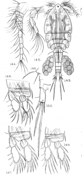 Cyclops cunningtoni from Sars, G.O. 1909