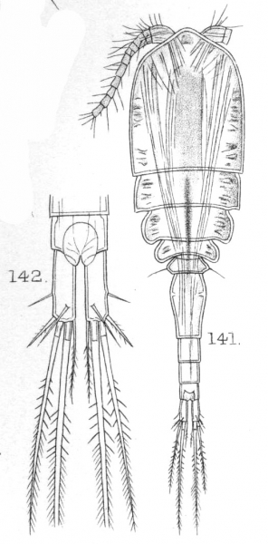 Cyclops exiguus from Sars, G.O. 1909