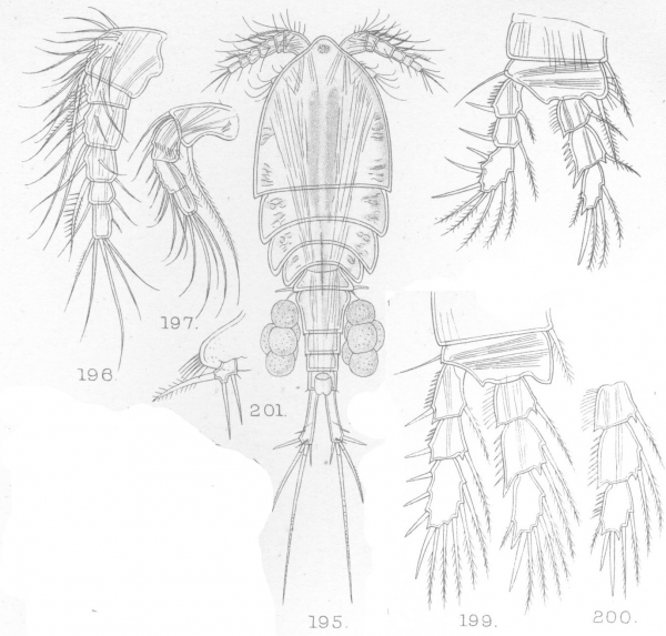 Cyclops oligarthrus from Sars, G.O. 1909