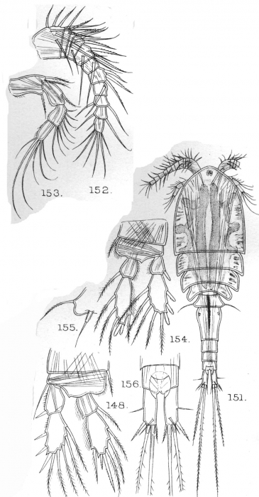 Cyclops pachycomus from Sars, G.O. 1909