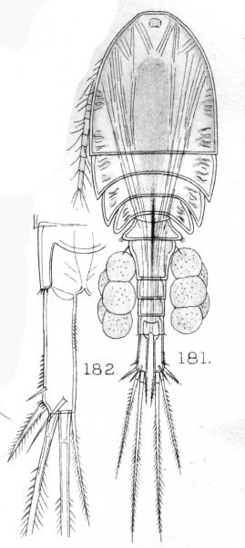 Cyclops rarispinus from Sars, G.O. 1909