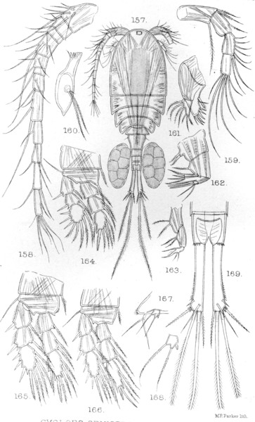 Cyclops semiserratus from Sars, G.O. 1909