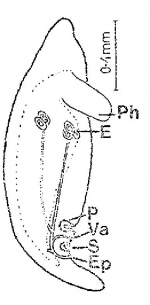 Ectocotyla hirudo