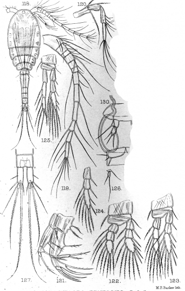 Cyclops tenellus from Sars, G.O. 1909