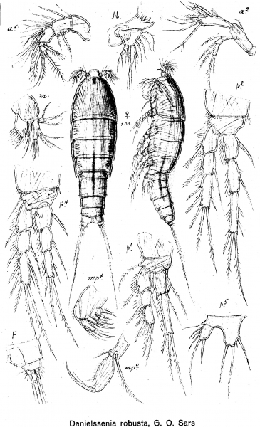 Danielssenia robusta from Sars, G.O. 1920